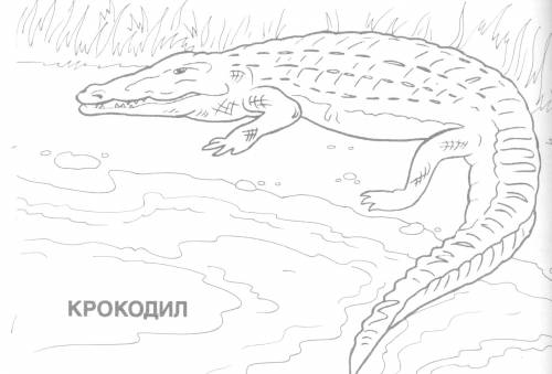 Крокодил, крокодил раскраска